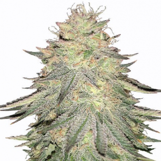 Семена марихуаны купить сорт Dos-Wi-Dos Auto Fem.