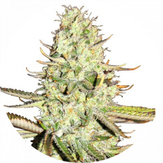 Семена марихуаны купить сорт Opium Auto Fem.