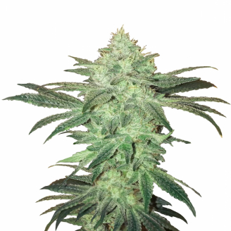 Семена марихуаны купить сорт Stardawg Auto Fem.